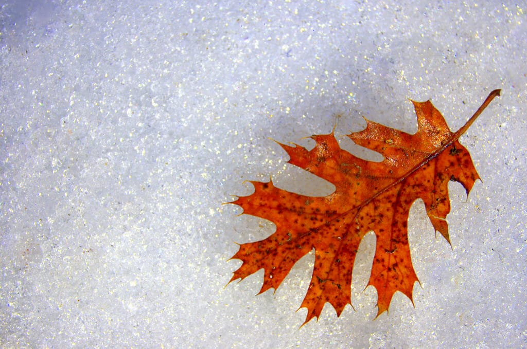 Red leaf on snow