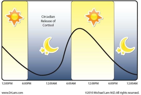 Cortisol_Diagram-1